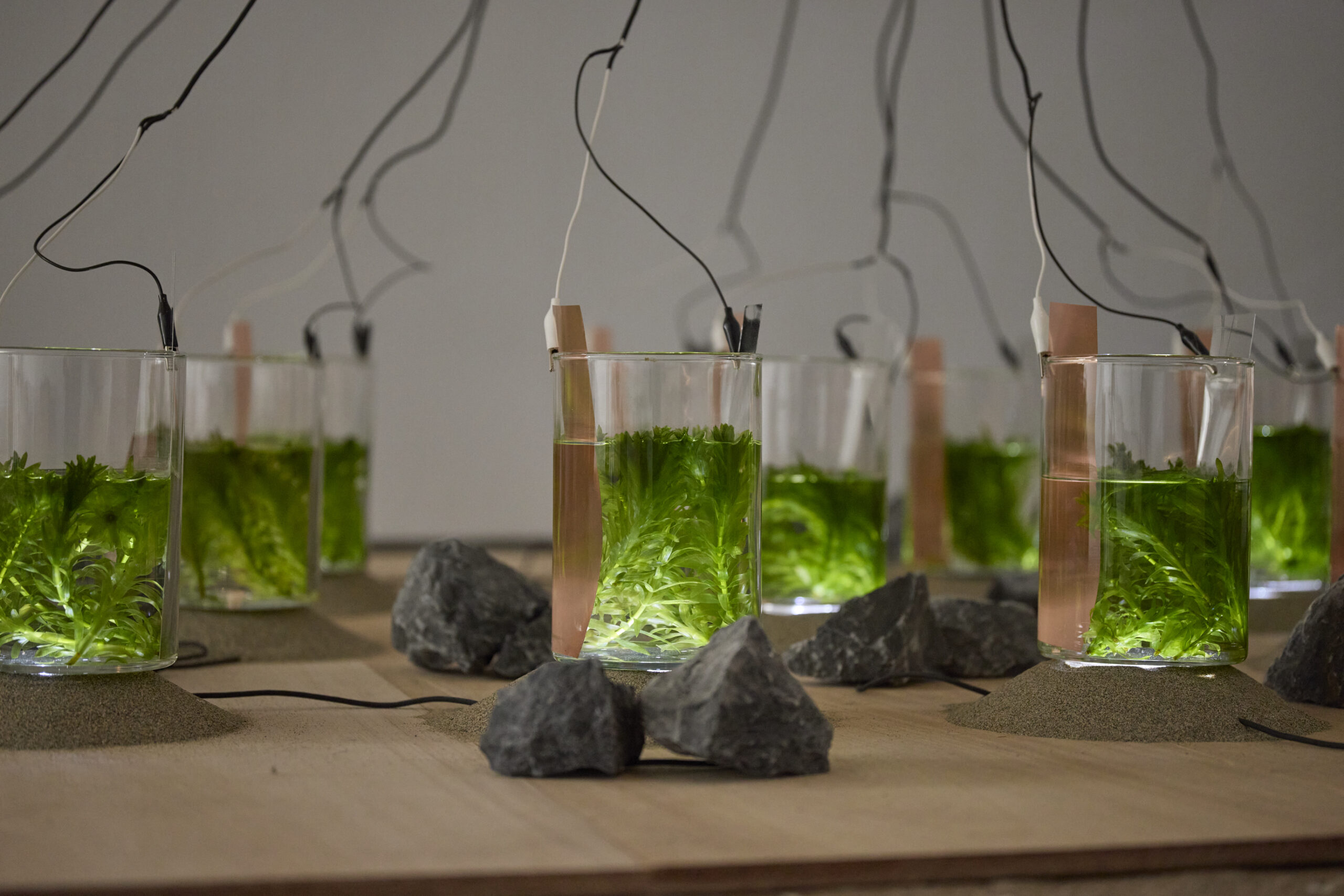 「OPEN SITE 9『Energeia Cycle 分解と循環のエネルゲイア』」(トーキョーアーツアンドスペース本郷、2025)撮影:髙橋健治 画像提供:Tokyo Arts and Space